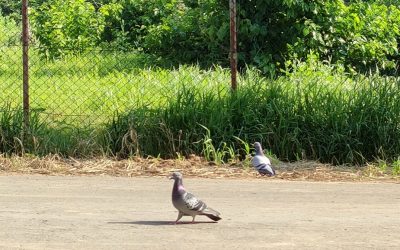 2022.7.14 農場の鳩観察Pigeon watching in a farm
